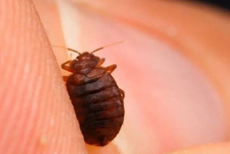 Close-up of a bedbug. (Alex Wild/Visuals Unlimited/Corbis)