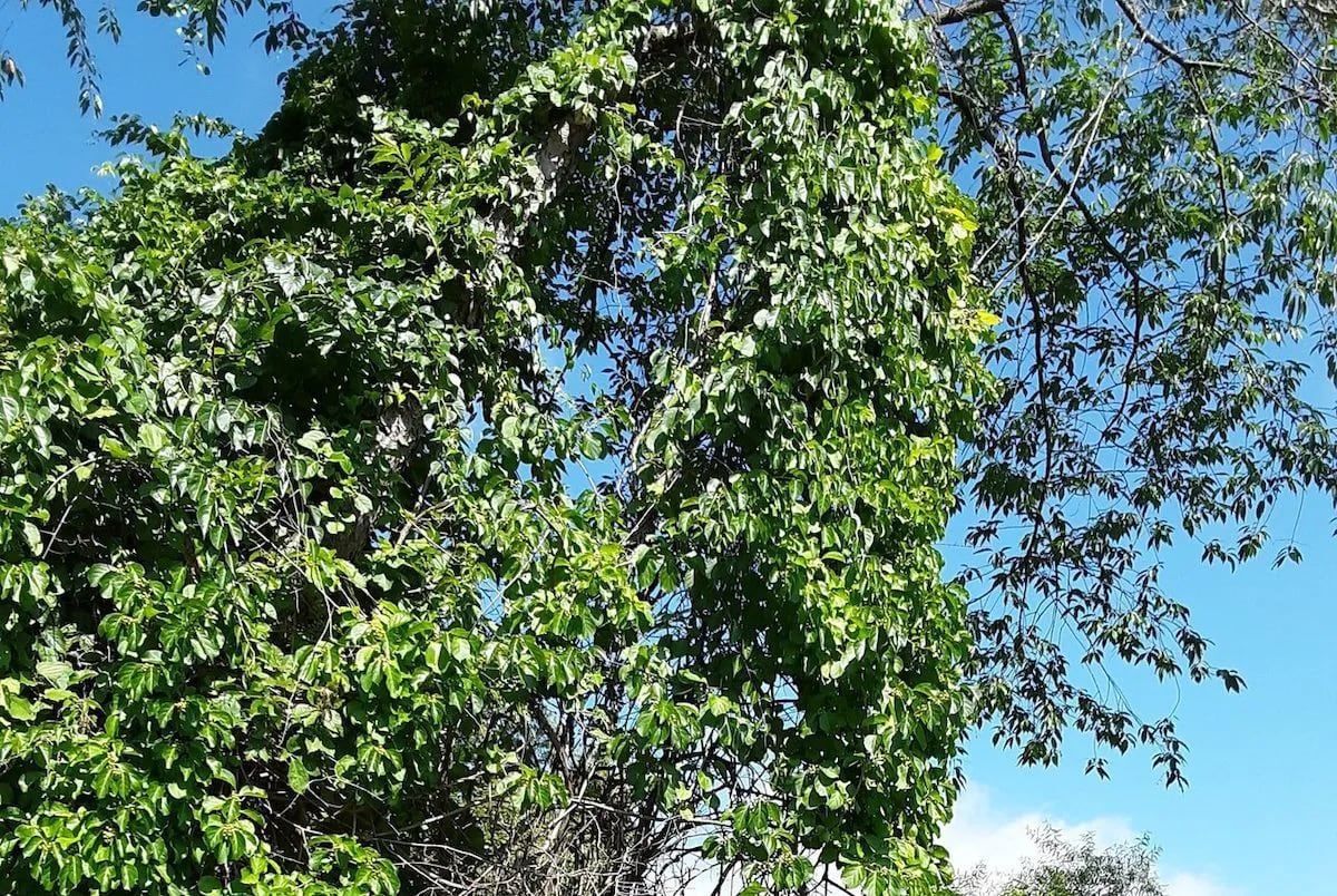 Oriental bittersweet grows along a tree in a Pennsylvania forest.