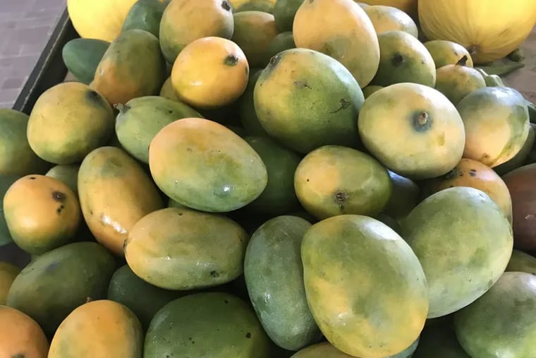 Fresh mangoes deserve more respect for their versatility in cooking.