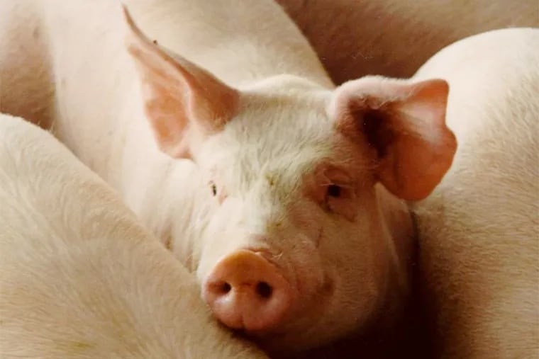 How did politicians in the nation's most urban state find themselves fighting over pigsties?