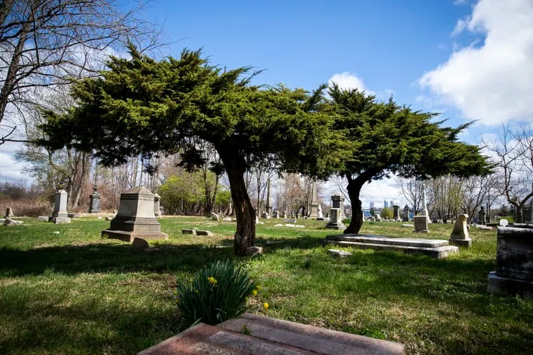 Juniper bushes that have attained tree-like heights are among the native and invasive species in the arboretum that is Mount Moriah Cemetery in Southwest Philadelphia.