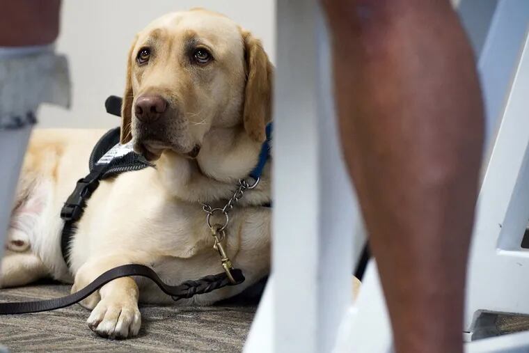 The concept of pets on planes has become a hot-button issue of late as emotional support animals have become more prominent than ever.