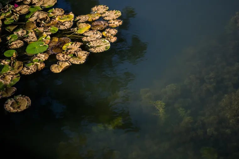 Fertilizer runoff combined with warm winters helps aquatic weeds grow vigorously in Lake Hopatcong. MUST CREDIT: Washington Post photo by Salwan Georges