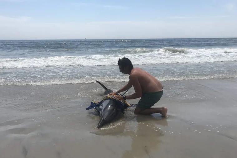 Sea Isle City Beach Patrol member Nick Horn tends to an injured dolphin on the 45th Street beach.