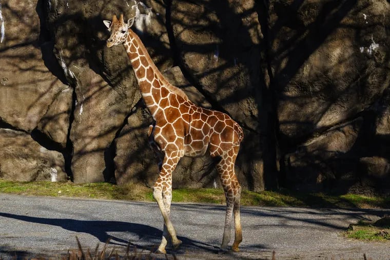 Bea, the baby giraffe, at the Philadelphia Zoo, Wednesday, December 10, 2020.