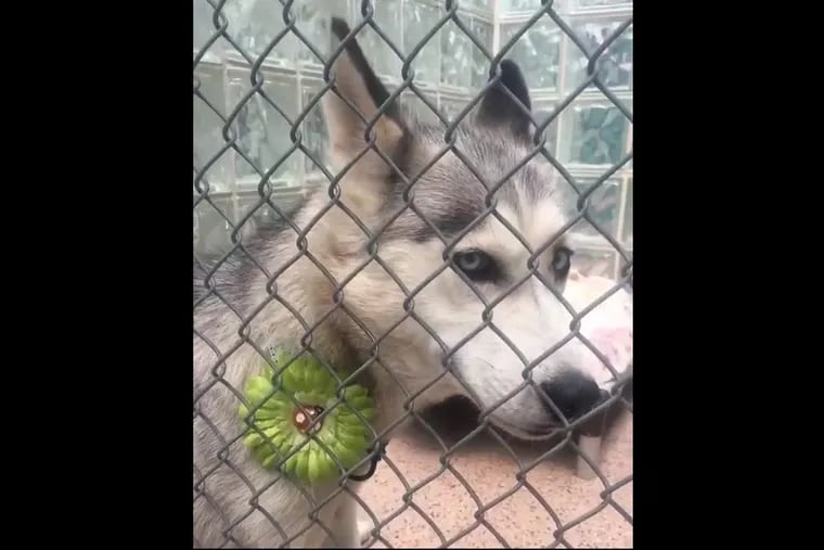 A female husky named Rosella was illegally debarked, the PSPCA said.