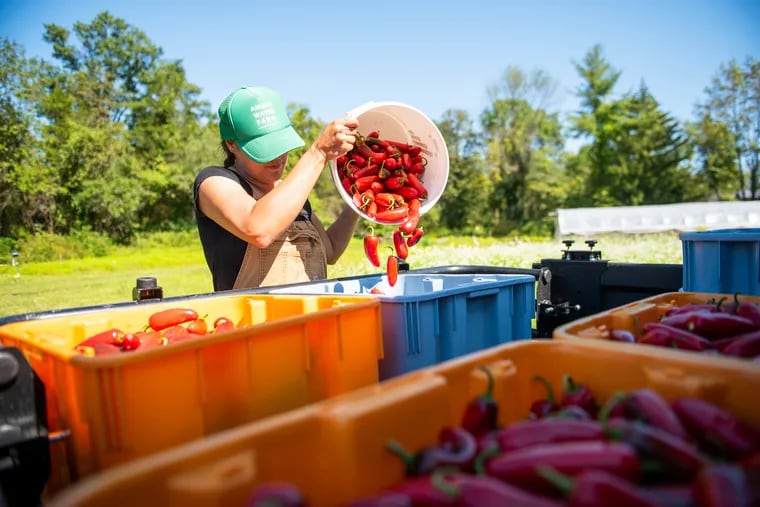 Fiona Palumbo adds a bucket of picked peppers to the back of a utility vehicle during harvest at Goshenhoppen Run Farm in Perkiomenville, Pa. on Thursday, August 29, 2019.