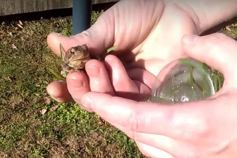 A screen grab from a YouTube video shows the Frog right before his release.