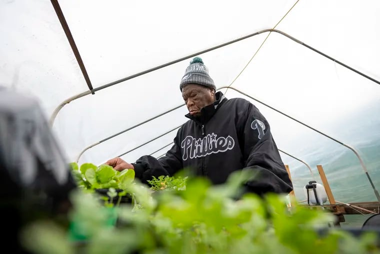 Joe L. Bartee checks on Bibb lettuce plants inside his greenhouse Friday, Jan. 13, 2023, in Elmer, N.J.