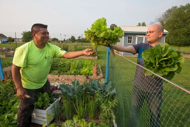 J. Mizael Chavez, left, gives fellow gardener Jose Alfines, some lettuce from his garden. A group of Latino immigrants in Bensalem are working to create a community garden, where they can plant crops from their native countries, bringing a little slice of home as they adjust to a new area.