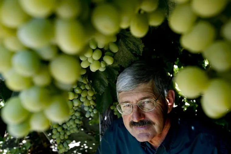 Fruit breeder hits the sweet spot with Cotton Candy grapes