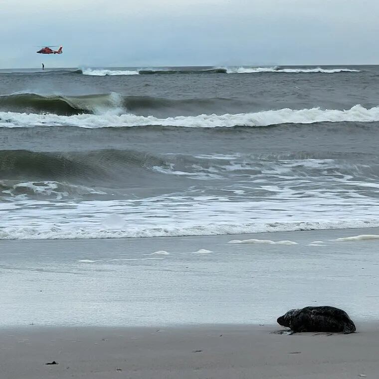 A seal off the coast of Brigantine watching the waves. Courtesy of Marine Mammal Stranding Center