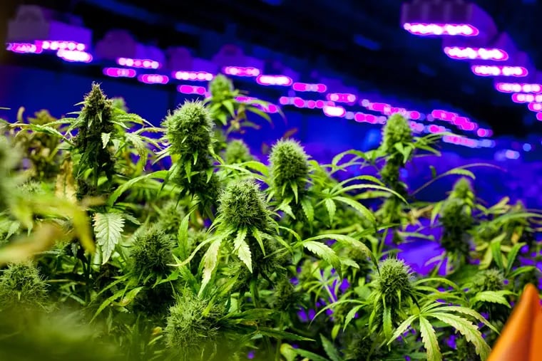 Medical marijuana grows at a New Jersey operation. A company has proposed opening a grow operation in the Poconos.