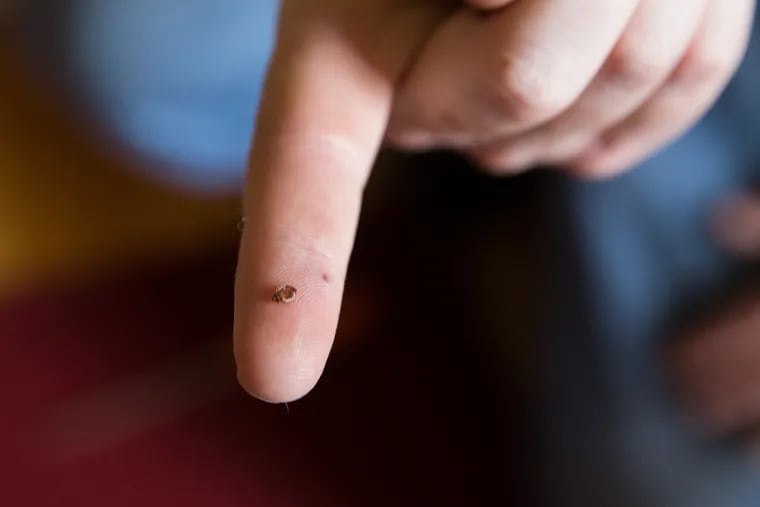 An adult bedbug on the tip of Jeremy Evans finger. Evans is a Service Manager for Evans Pest Control, in Northeast Philadelphia.