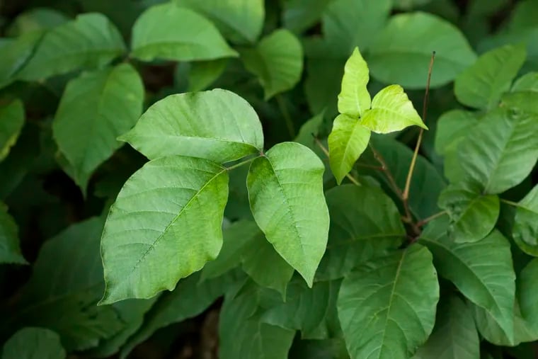 Poison ivy belongs to the Toxicodendron family of plants, which includes poison ivy, poison oak and poison sumac.