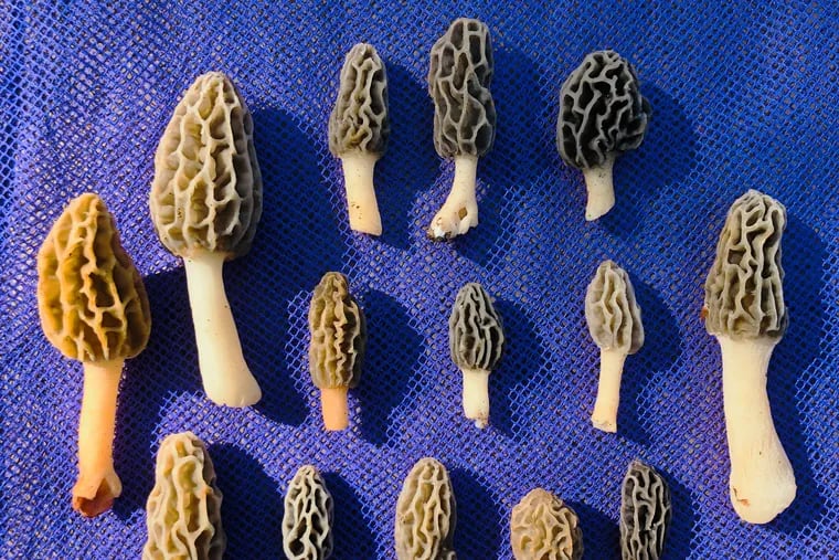 CHOP poison control center warns of spike in severe mushroom poisonings, one requiring organ transplant