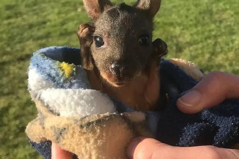 Narberth crafters made pouches for Australia's orphaned baby kangaroos and  wombats
