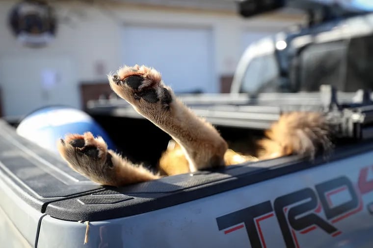 A coyote rests in the bed of a pickup truck before it was weighed during the 17th annual Sullivan County Coyote Hunt in Laporte, Pa., on Feb. 23, 2020.