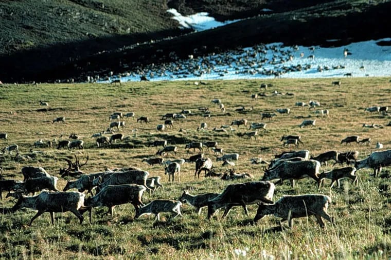 Caribou graze in the Arctic National Wildlife Refuge in Alaska. President Obama's move to designate more of the area as protected wilderness is not sitting well with Alaska's top politicians.