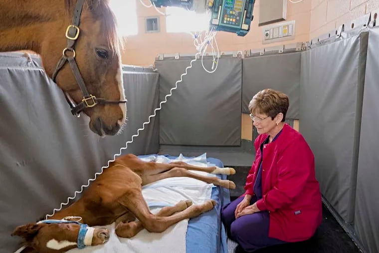 At Penn's New Bolton Center, foal-sitter Anita Manning and the colt's mother watch over a sickly newborn. &quot;It's very moving,&quot; Manning said, &quot;very profound.&quot;