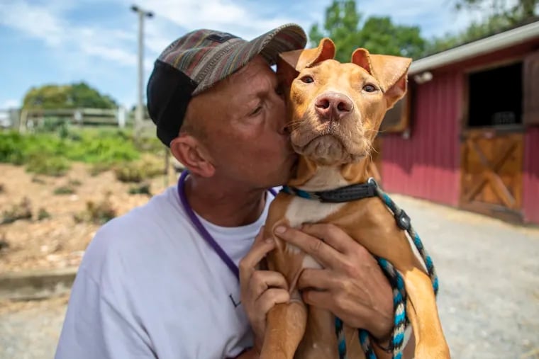 Geoff Player, 58, of Birmingham, UK, volunteer team leader for eight years at Lamancha Animal Rescue, kisses Haley, 2, a blind Pharaoh Hound mix, that was rescued from Animal Care & Control Team in Philadelphia.