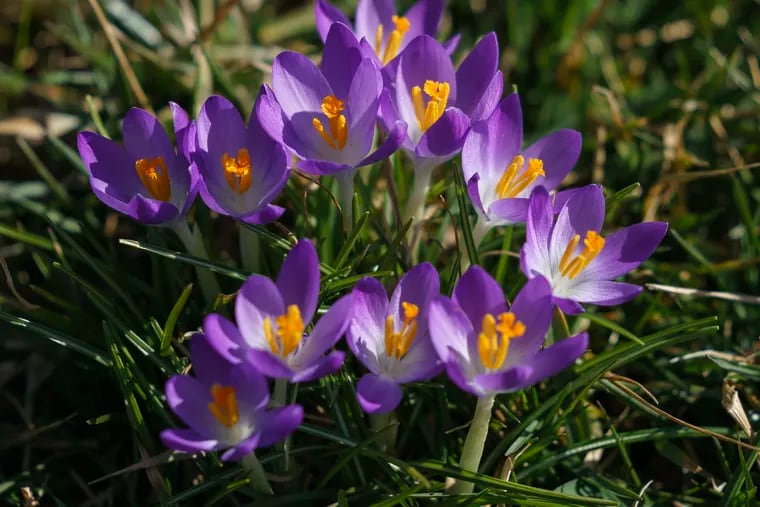 Blooming crocuses at Longwood Gardens in Kennett Square last month, when it was supposed to be winter.