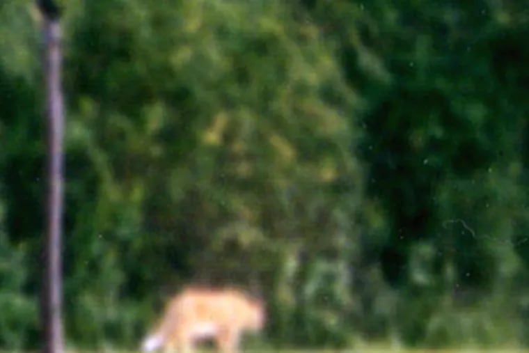 A South Jersey cougar? Robert Squillace of Berlin Borough snapped a few pictures of a furtive feline in 2006.