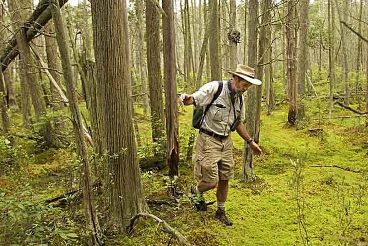 Russell Juelg, who takes hikers through the BATONA TRAIL, navigaqtes the pine bog around the Batona trail near Carranza Road in Wharton State Forest.  Photo: Michael Bryant