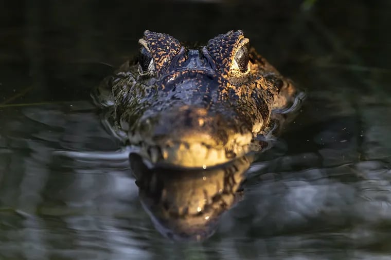 A caiman in the water.