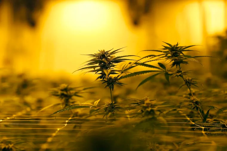 Marijuana plants cultivated under special grow lights. Medical cannabis patients in Pennsylvania now have the option to not have to enter a dispensary to pick up their medicines. Gov. Wolf essentially allowed home delivery by taking the limit off the number of patients each caregiver may serve. (AP Photo/Gerald Herbert)
