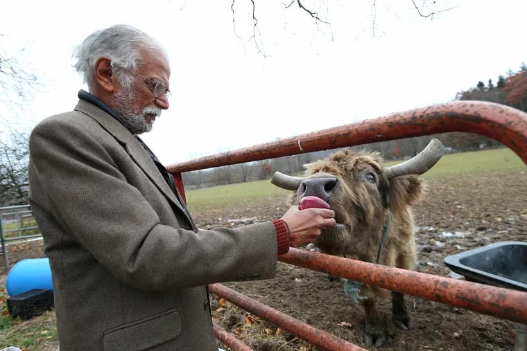 Sankar Sastri tosses gives an apple to one of his cows at his farm in Stroudsburg, Pa., Thursday, November 15, 2018. Sastri, a former professor at City College of New York, bought the rural farm in the Pocono's for the purpose of using it as a cow sanctuary. (Philadelphia Inquirer Photo/Rich Schultz)