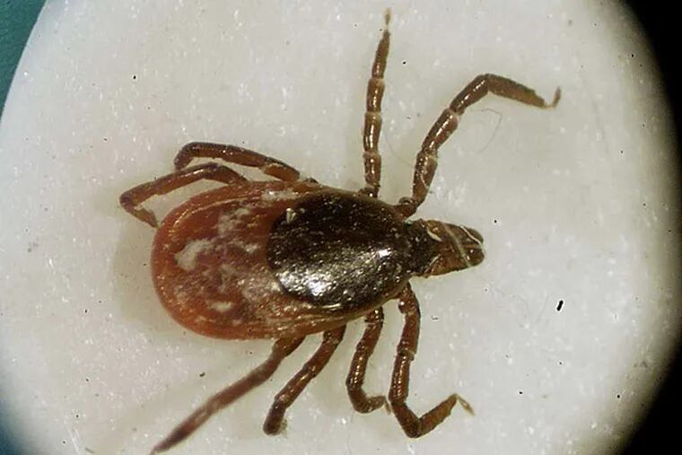 Lyme disease is spread by deer ticks. Trials for a new vaccine are underway. (AP file photo)