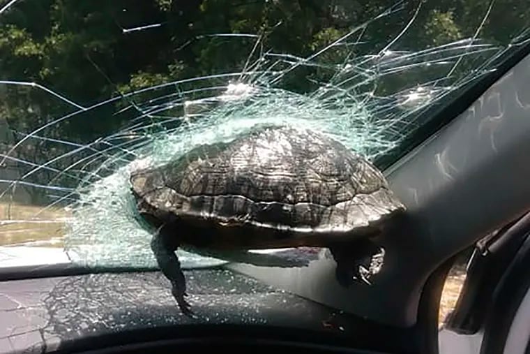 A turtle hangs halfway through the windshield of a car in in Savannah, Ga.