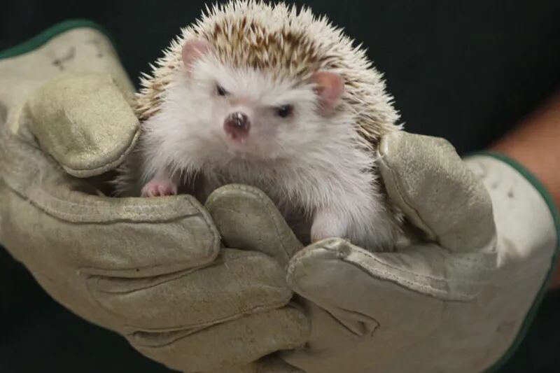 Pet hedgehogs linked to Salmonella outbreak(00)