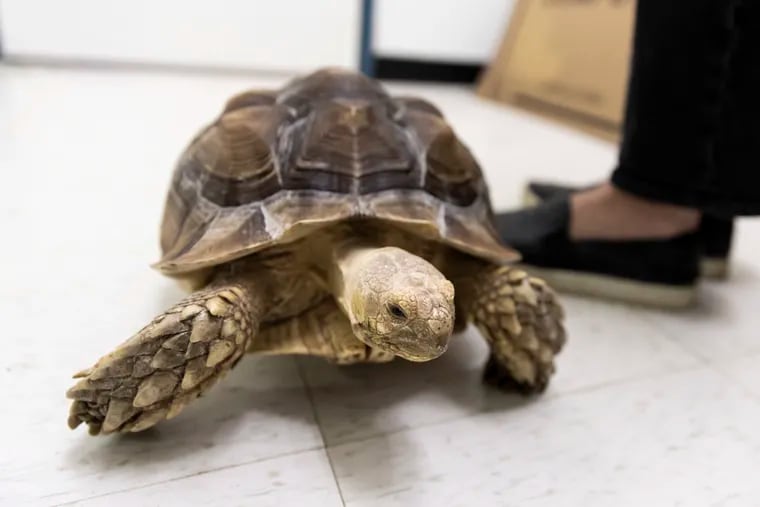 An abandoned Sulcata tortoise wanders around an office at ACCT Philly. He was one of two tortoises rescued by the nonprofit on Tuesday.