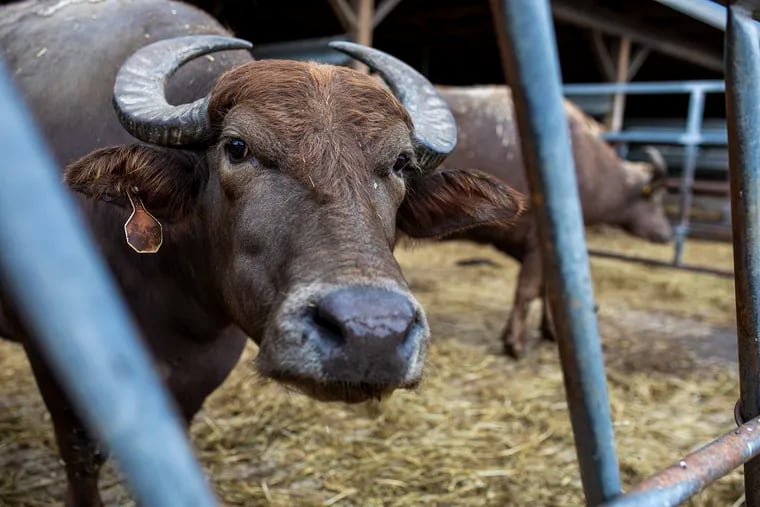 One of the water buffalos inside a pen at Don Boyer & Sons farm in East Berlin, Pa., on Thursday, Sept., 3, 2020. The water buffalos will be used for milking and put into the making of the Caputo Bros. Creamery mozzarella cheese.