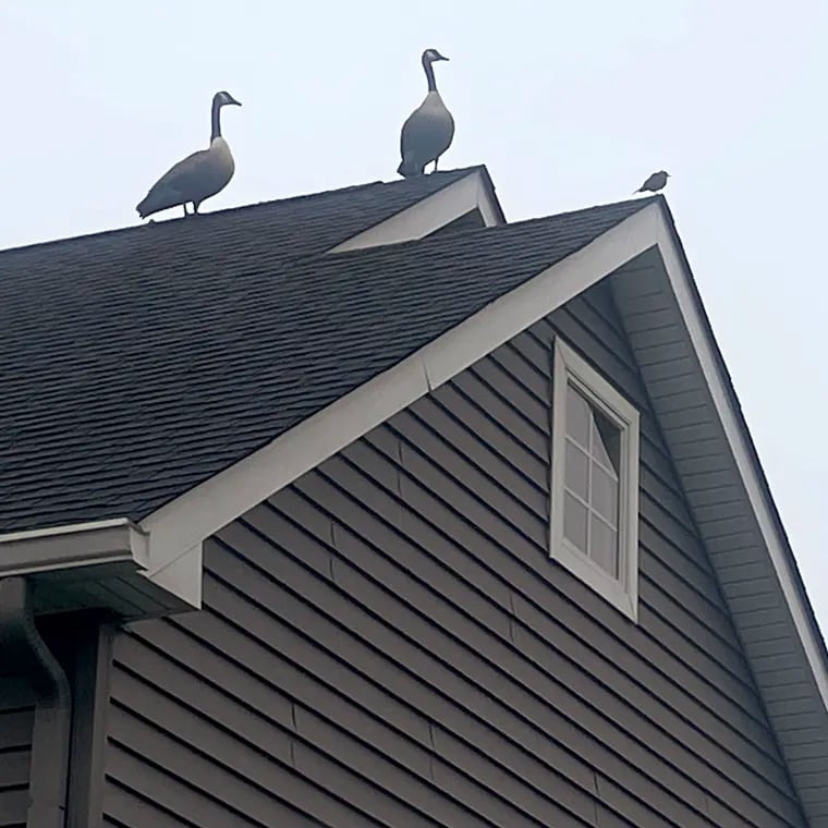 Canada geese on a rooftop in South Jersey.