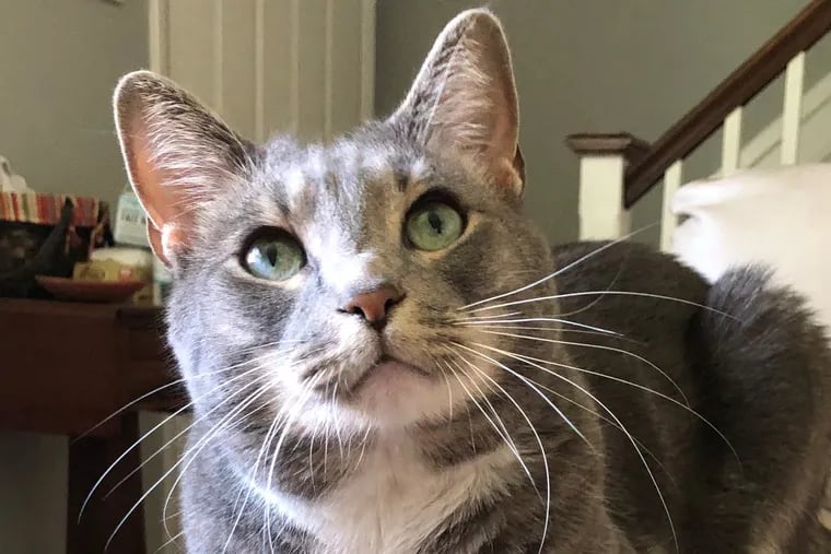 Zephyr, the author's cat, is a prodigious shedder who likely has spread Fel d1, the protein that makes most people with cat allergies miserable, throughout the house.