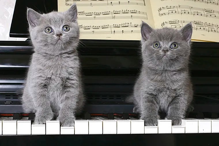 Cats like music that incorporates the same frequency range and tempos as their natural vocalizations, according to a new study accepted for publication in the journal Applied Animal Behavioral Science. (iStock)