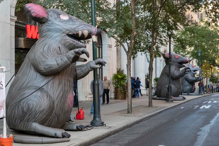 Large inflatable rats are set up along Chestnut between 6th and 7th streets in Center City Philadelphia.