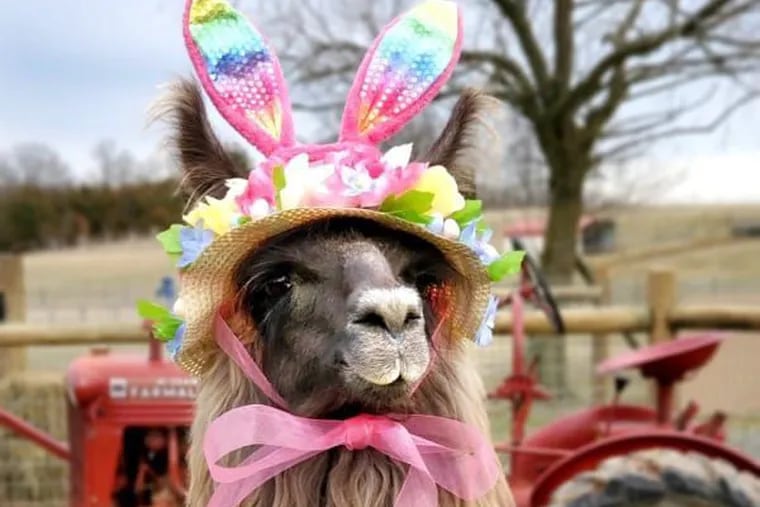 Conswala in her fancy Easter bonnet, with all the frills upon it.