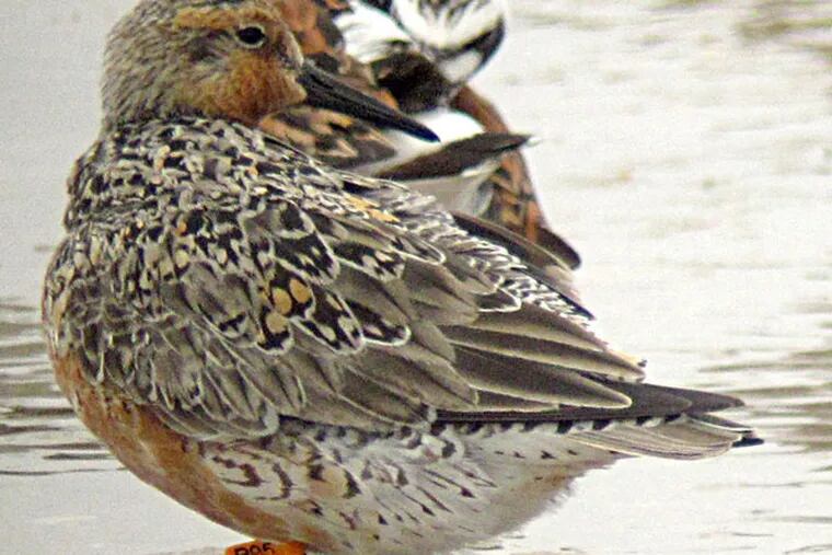 The red knot B95 was photographed Monday on a beach at Fortescue, N.J. (CRISTOPHE BUIDIN)