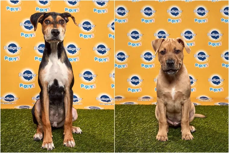 Coach, at left, an 18-week-old Treeing Walker coonhound/boxer mix, hails from Philadelphia's Morris Animal Refuge. He was on Team Fluff's starting lineup in the Puppy Bowl 2020.  Kingery, at right, also a member of Team Fluff, is a 13-week-old boxer/American Staffordshire terrier mix who comes from Media's Providence Animal Center.