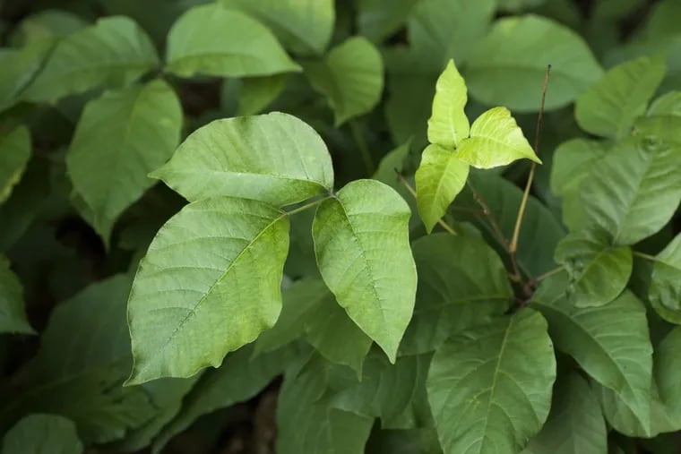 You can develop a rash by touching poison ivy, poison oak, or poison sumac, and by transfer of the oil from someone or something (such as a dog or clothes) that has come in contact with the oil.