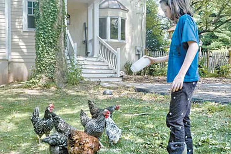 At the Frasers’ farmlet in Collegeville, daughter Eliza, 10, feeds hens. She and her family raise bees, chickens, and pigs; spin yarn; and put up tomato soup — but they aren’t purists. (CLEM MURRAY / Staff Photographer)