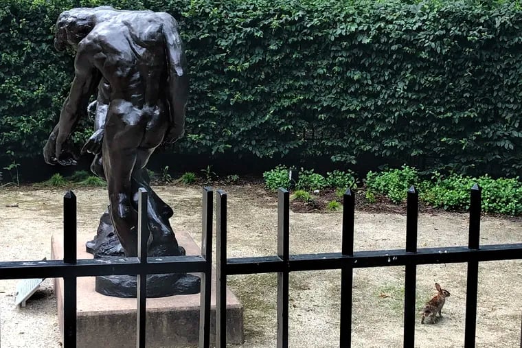 August 17, 2020: A rabbit passes through the outdoor garden behind the gate at the Rodin Museum on the Benjamin Franklin Parkway. At left are "The Three Shades" (Les Trois Ombres). Following a nearly six-month closure due to the pandemic, the museum plans to reopen to the public Sept. 6. The museum will operate with reduced hours; online ticket sales begin Monday.