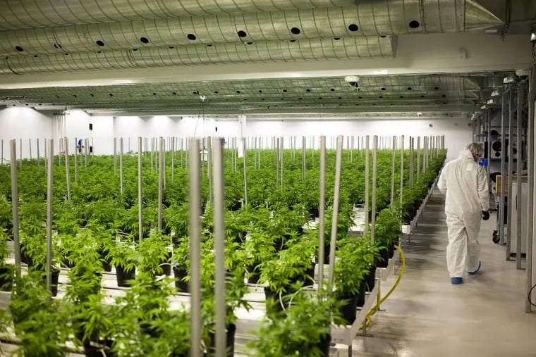 Medical marijuana plants grow in a climate controlled growing room at the Tweed Inc. facility in Smith Falls, Ontario, Canada, on Nov. 11, 2015.