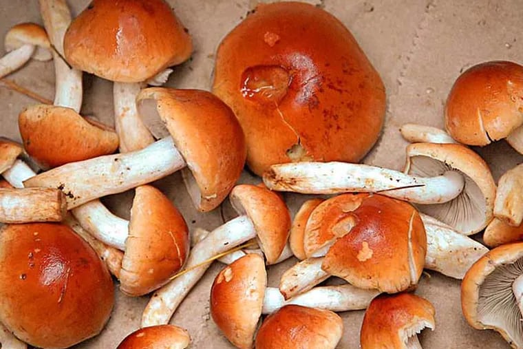 Fresh-picked "Brick Top" mushrooms from the Pine Barrens in New Jersey are seen in the bottom of a paper bag (Photo: Michèle Frentrop / For the Daily News)