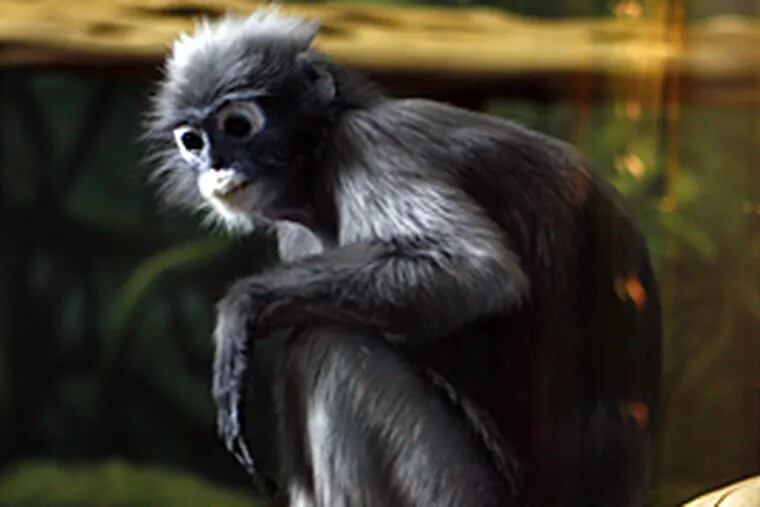 Spot, the oldest one of the group of Spectacled Langurs at the Philadelphia Zoo. (Bonnie Weller / Inquirer)