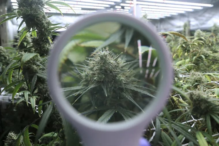 A Pennsylvania State Senate Committee on Tuesday held a hearing to examine the potential effects of adult-use cannabis legalization on children youth. The photo shows a flowering cannabis plant through a magnifying glass at cannabis cultivation company Illinois last summer.
